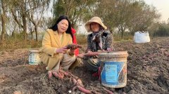 安徽泗县：“慧”心巧织财产链 “佳”业